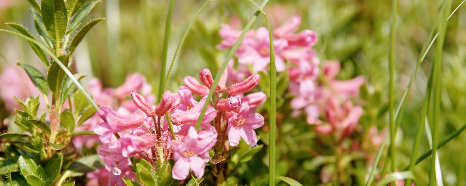 Blühende Blumenwiese